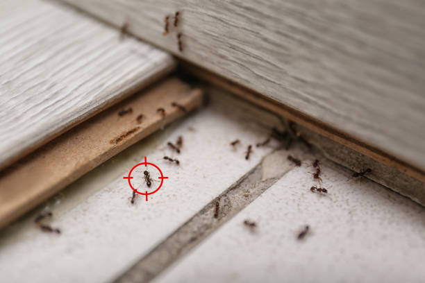Trusted Washoe Valley, NV Pest Control Experts