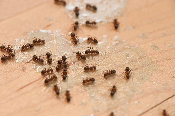 Best Pest Control Near Me  in Washoe Valley, NV